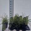Carex morrowii