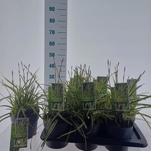 Carex morrowii