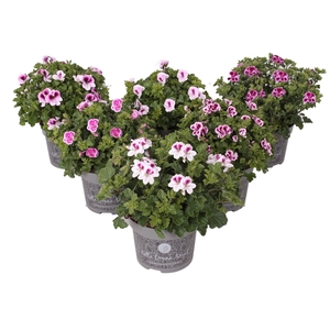 Pelargonium Grandiflorum Bella d. Angel mix etage