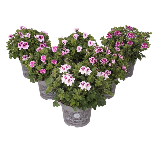 <h4>Pelargonium Grandiflorum Bella d. Angel mix etage</h4>