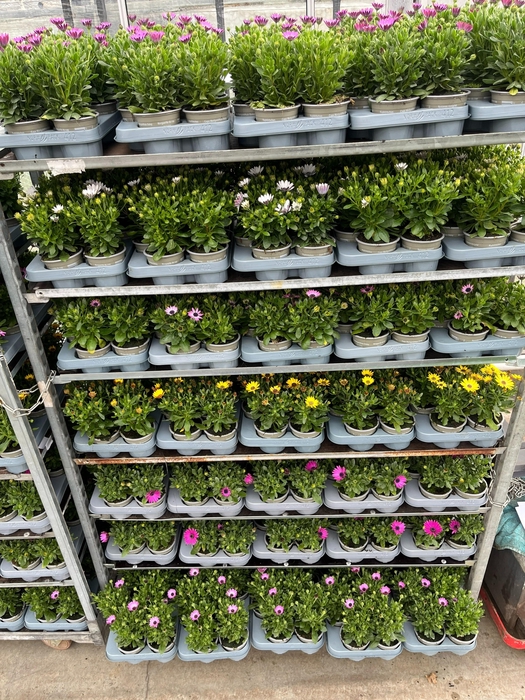 Osteo Mixk 1 Kleur Per Tray