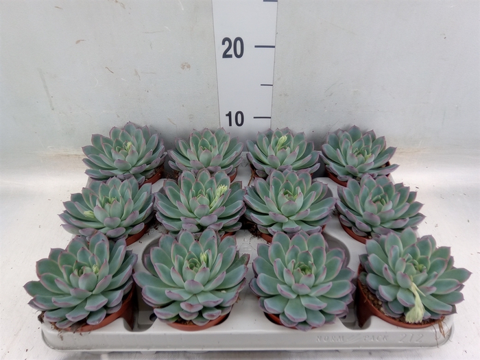 <h4>Echeveria  'Apus'</h4>