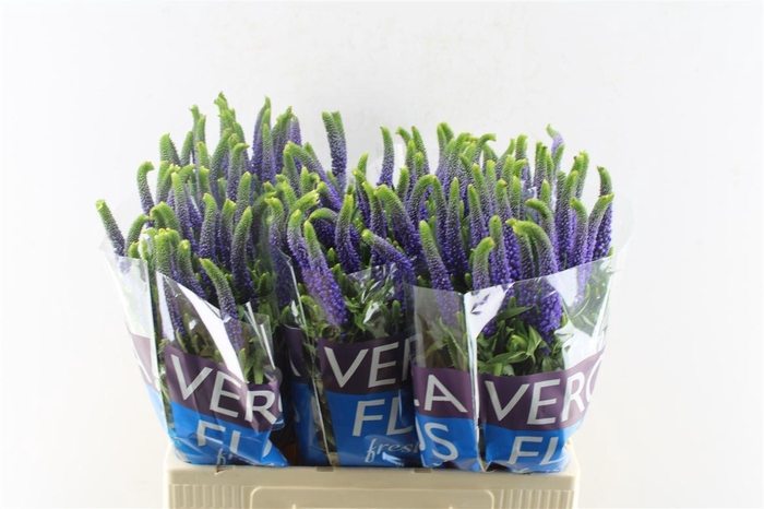 <h4>Veronica Clea Diana Blue</h4>