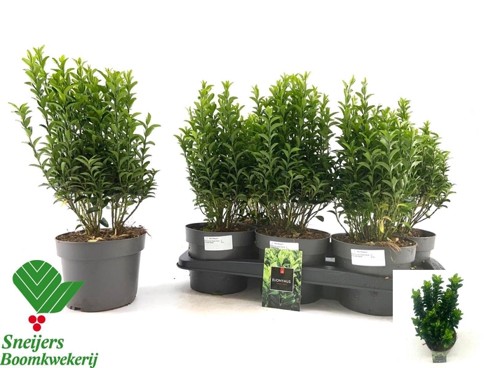 <h4>EUONYMUS JA GR SPIRE</h4>