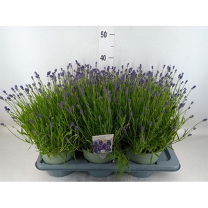 Lavandula angus. 'Hidcote'