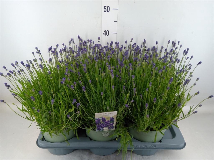 <h4>Lavandula angus. 'Hidcote'</h4>