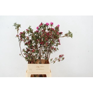 RHODO FUCHSIA PINK GRILLIG 100CM