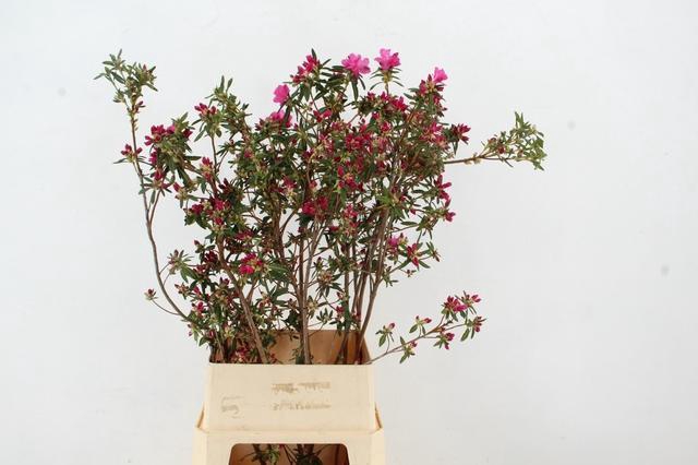 <h4>RHODO FUCHSIA PINK GRILLIG 100CM</h4>
