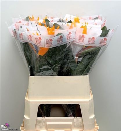 <h4>Strel Reginae Bloem Xl</h4>