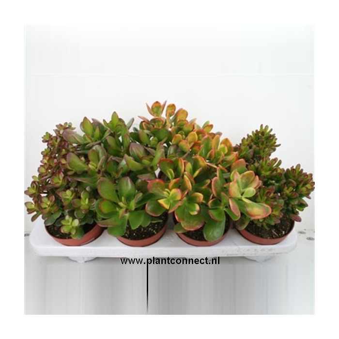<h4>139 Crassula mix 12 cm</h4>
