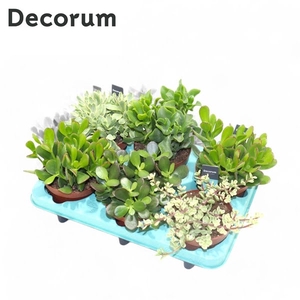 Crassula Mix (Decorum)