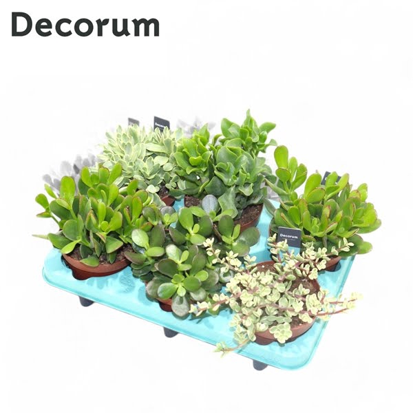 <h4>Crassula Mix (Decorum)</h4>