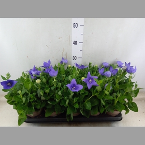 Platycodon grand. 'Astra Blue'