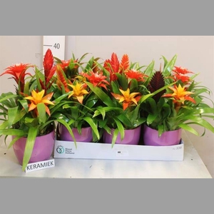 ARR BROMELIA