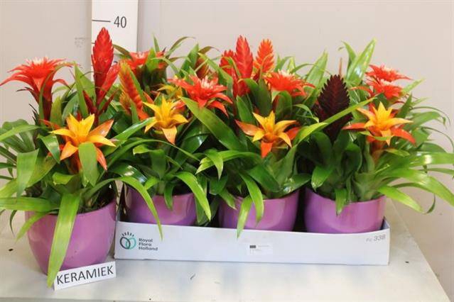 <h4>ARR BROMELIA</h4>