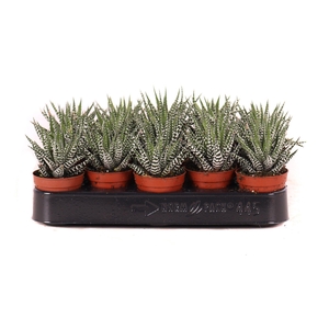 Haworthia big band 5,5 cm