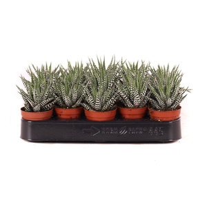 Haworthia big band 5,5 cm