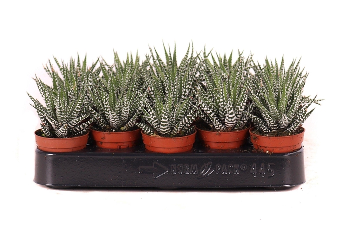 <h4>Haworthia big band 5,5 cm</h4>