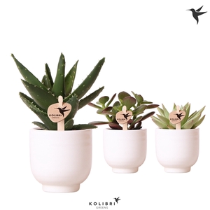 Kolibri Greens Succulenten mix in Glazed pot white