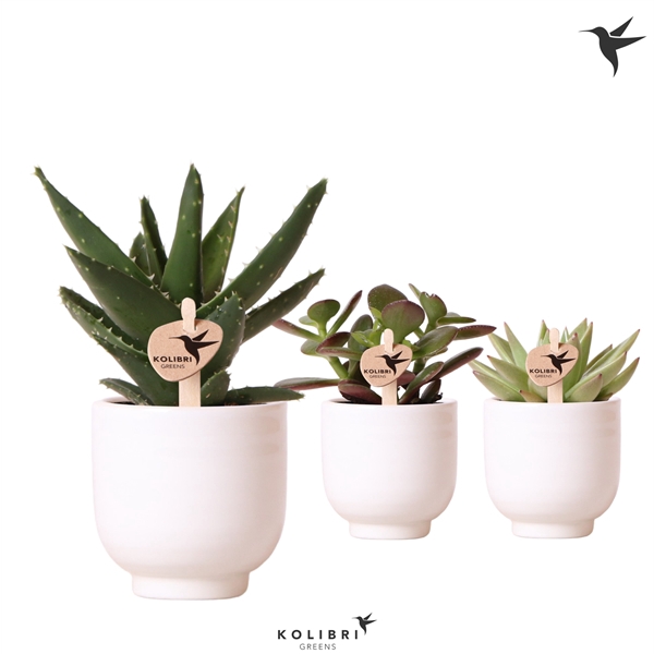 <h4>Kolibri Greens Succulenten mix in Glazed pot white</h4>