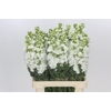 Matthiola Iron White