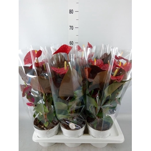 Anthurium andr. 'Coral Champion'