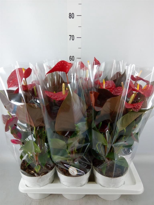 <h4>Anthurium andr. 'Coral Champion'</h4>