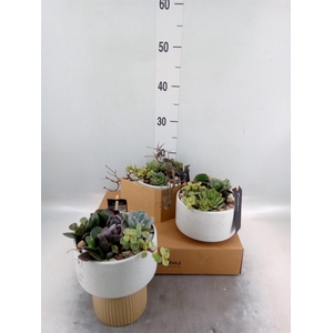 Arr.   Kamerplant Groen H%