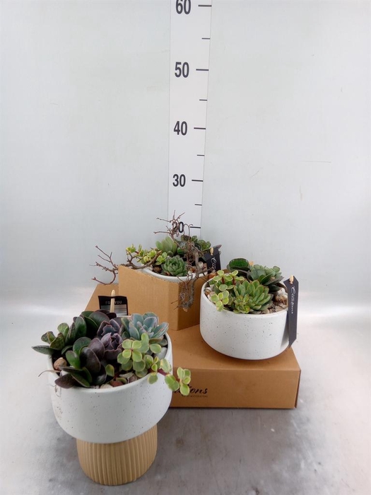 <h4>Arr.   Kamerplant Groen H%</h4>
