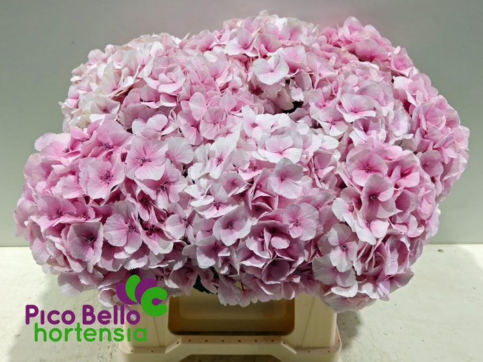 <h4>HYDR M MY VIENNA</h4>