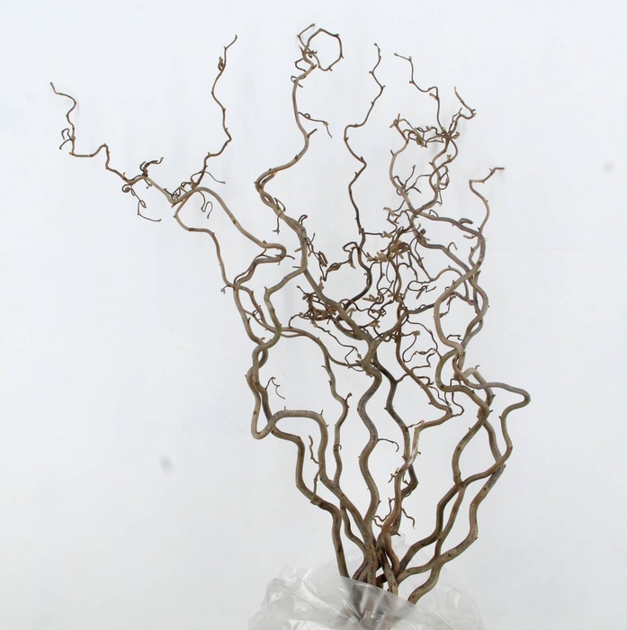 <h4>CORYLUS AV CONTORTA 2 JARIG</h4>