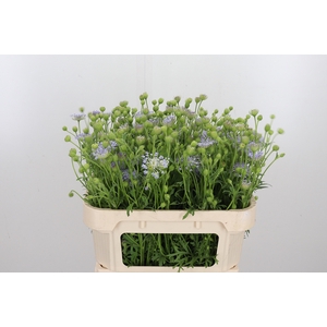 Didiscus Blauw