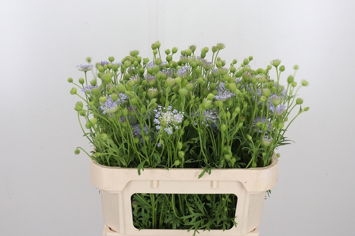 <h4>Didiscus Blauw</h4>