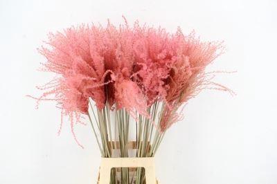 <h4>Dried Miscanthus Pink 90cm</h4>