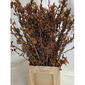 Prunus Serrulata P Bunch