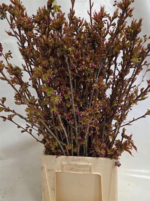 <h4>Prunus Serrulata P Bunch</h4>