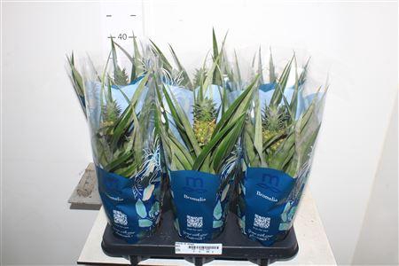 <h4>Ananas Mi Amigo</h4>