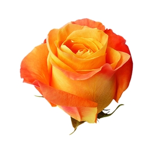 ROSA VOODOO 040 CM ESTUFA
