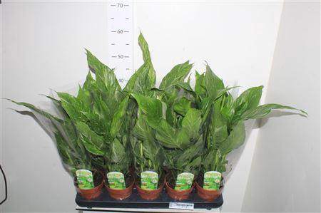 <h4>Spath Diamond Bontbladig</h4>