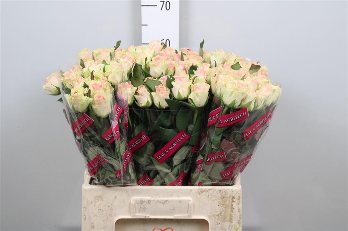 <h4>R Gr Top Gear!</h4>