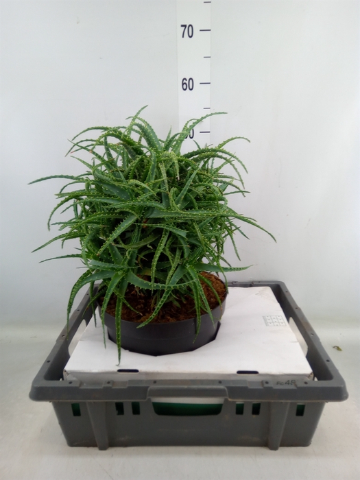 <h4>Aloe arborescens</h4>