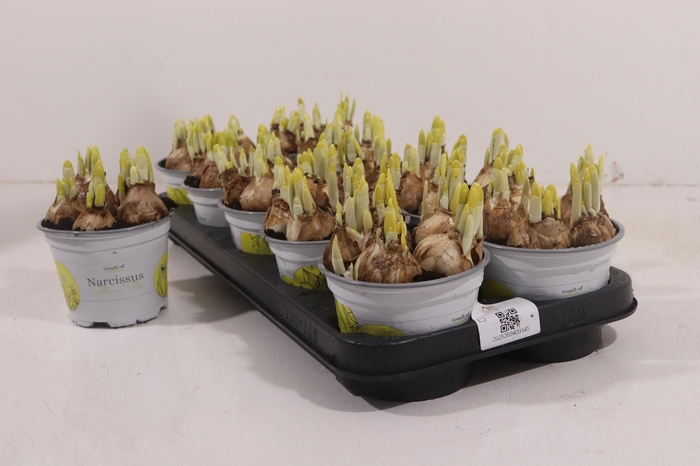 <h4>NARC O TETE A TETE</h4>