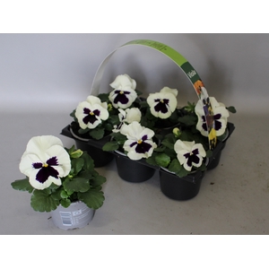 Viola wittrockiana sixpack F1 White with blotch