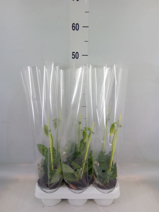 <h4>Paphiopedilum maudiae 'Femma'</h4>