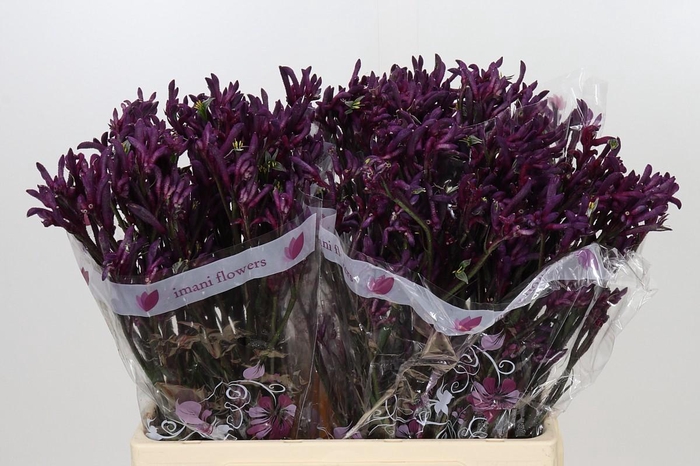 <h4>Anigozanthos Bush Merlot</h4>
