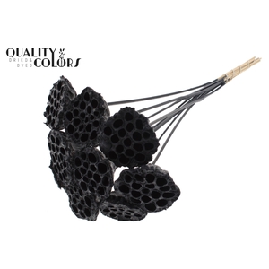 Lotus 5-7cm on stem Covered Black