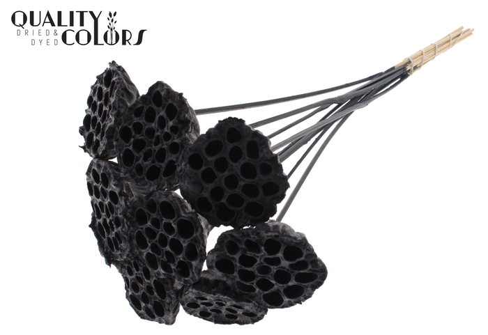 Lotus 5-7cm on stem Covered Black
