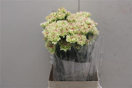 <h4>Di St Artemis</h4>