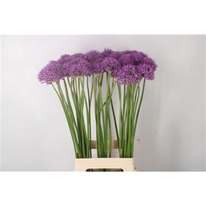 Allium Gladiator X50