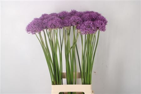 <h4>Allium Gladiator X50</h4>